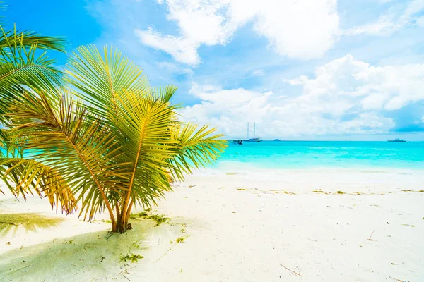 Playa tropical en la isla de las Maldivas —  Fotos de Stock