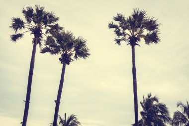 Vintage palmiye ağacı