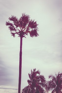 Vintage palmiye ağacı