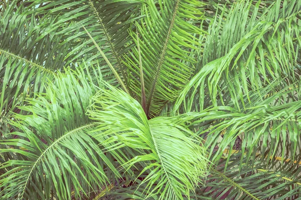 Palmblad för bakgrund — Stockfoto