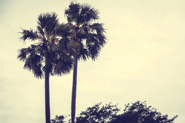 Vintage palmiye ağacı