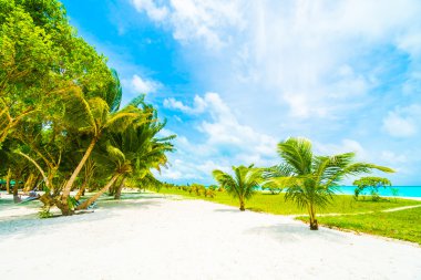 Güzel tropikal Maldivler ada