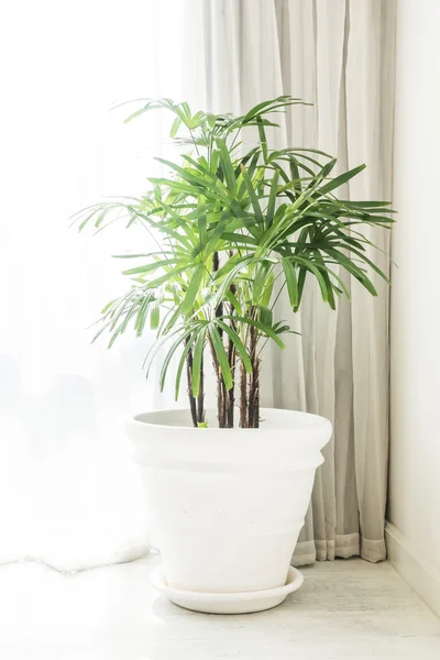Vase décoration végétale — Photo