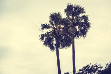 Vintage palmiye ağacı