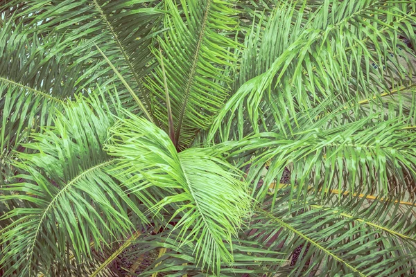 Пальмовый лист для фона — стоковое фото