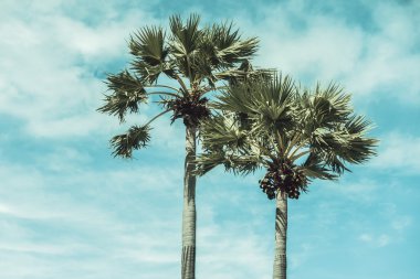 Hindistan cevizi palmiyesi