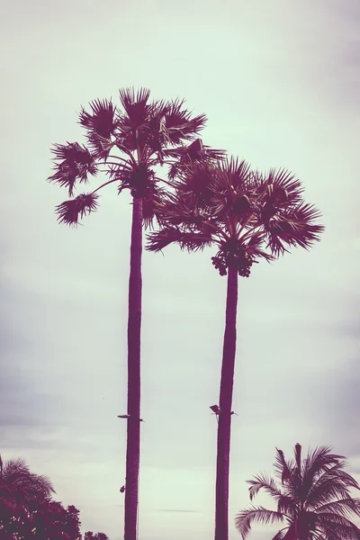 Vintage Palm Tree — Stockfoto