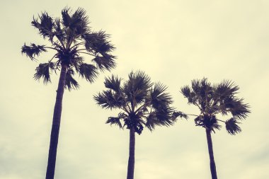 Vintage palmiye ağacı