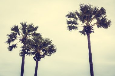 Vintage palmiye ağacı