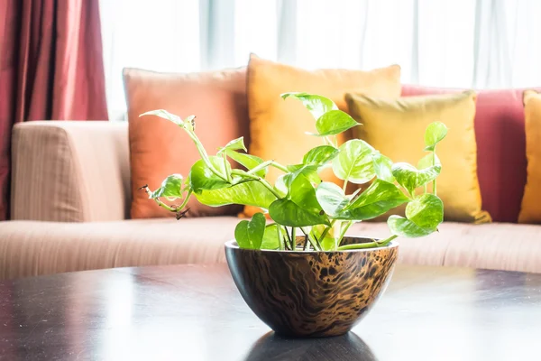 Vaso planta na mesa — Fotografia de Stock