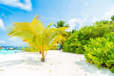 Güzel Maldivler ada