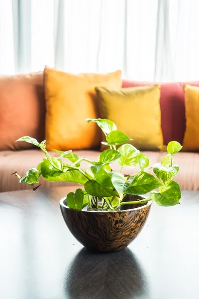 Vaso planta na mesa — Fotografia de Stock