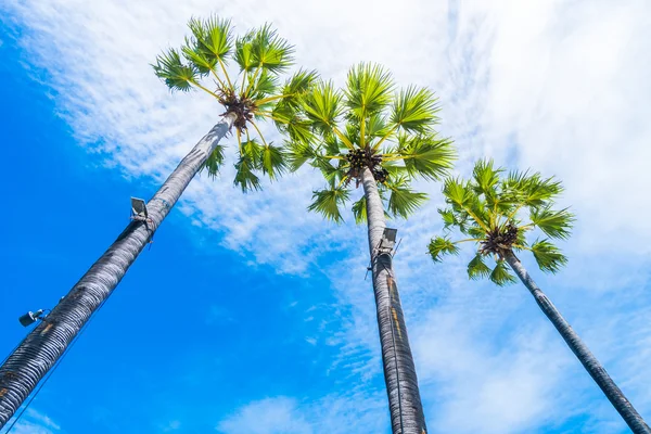 Coconut palm tree — Stock Photo, Image