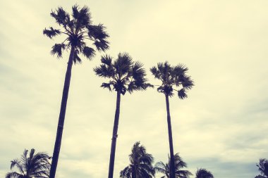 Vintage palmiye ağacı