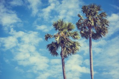 Hindistan cevizi palmiyesi