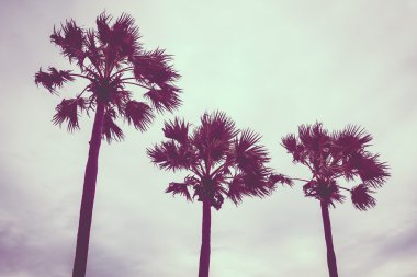 Vintage palmiye ağacı