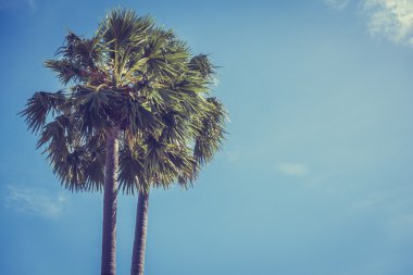 Hindistan cevizi palmiyesi