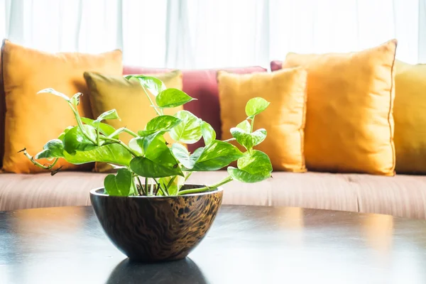 Vaso planta na mesa — Fotografia de Stock