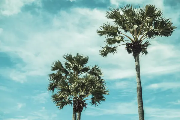 Coconut palm tree — Stock Photo, Image