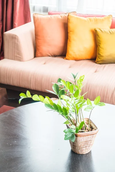Vase plante sur la table — Photo
