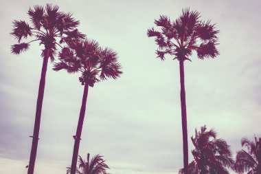 Vintage palmiye ağacı