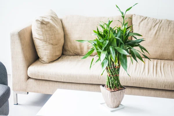 Vase with green plant — Stock Photo, Image