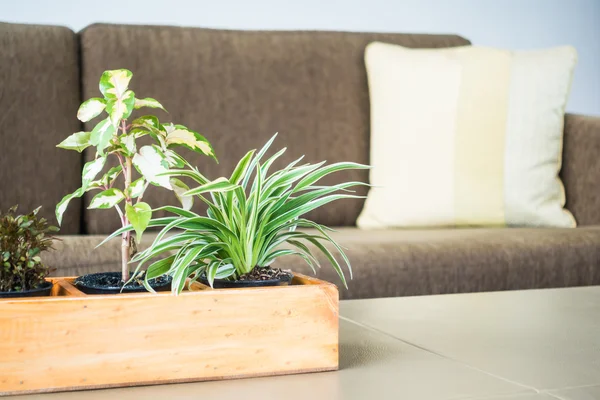 Holzvase mit Pflanzen — Stockfoto