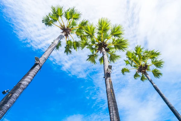 Coconut palm tree — Stock Photo, Image