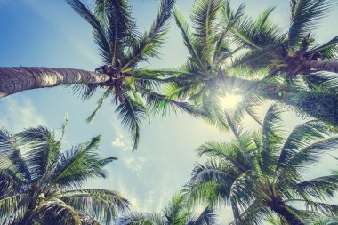 Hindistan cevizi palmiye ağacı üzerinde mavi gökyüzü