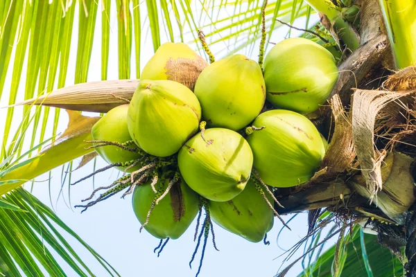 Groene kokosnoot vruchten — Stockfoto