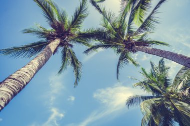 Hindistan cevizi palmiye ağacı üzerinde mavi gökyüzü
