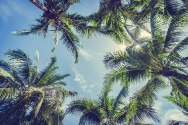 Hindistan cevizi palmiye ağacı üzerinde mavi gökyüzü