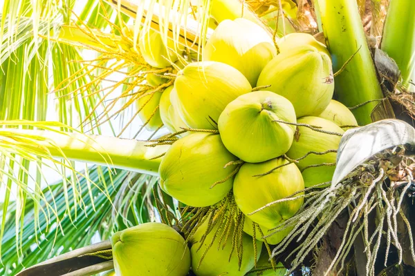 Green Coconut fruit — Stock Photo, Image