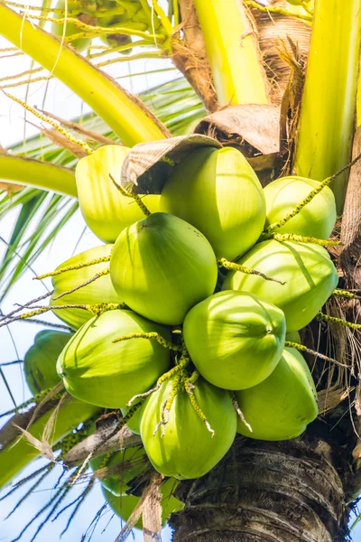 Green Coconut fruit — Stock Photo, Image