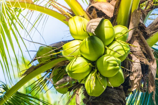 Green Coconut fruit — Stock Photo, Image