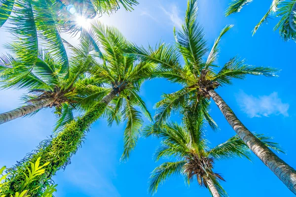 Coconut palm tree — Stock Photo, Image