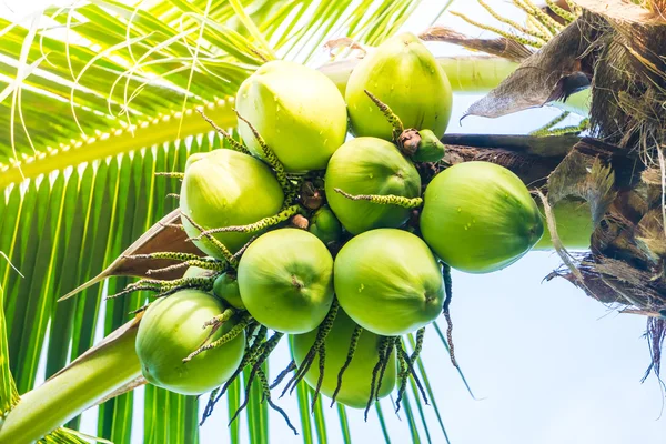 Groene kokosnoot vruchten — Stockfoto