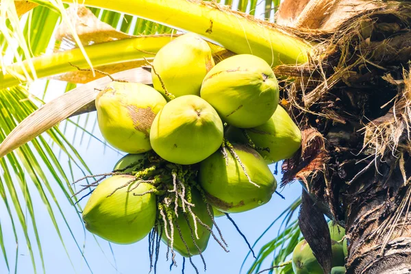 Groene kokosnoot vruchten — Stockfoto