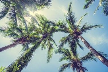 Hindistan cevizi palmiyesi