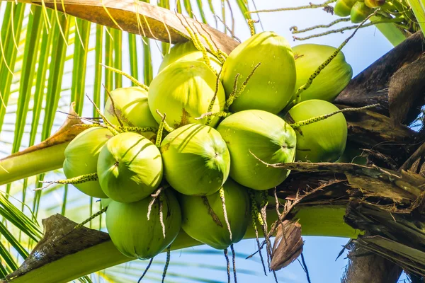 Zelený kokos ovoce — Stock fotografie