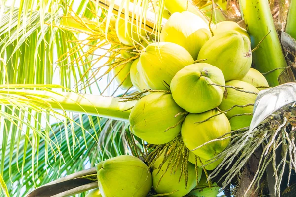 Green Coconut fruit — Stock Photo, Image