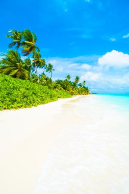 Güzel tropikal Maldivler resort