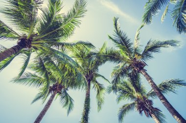 Hindistan cevizi palmiyesi