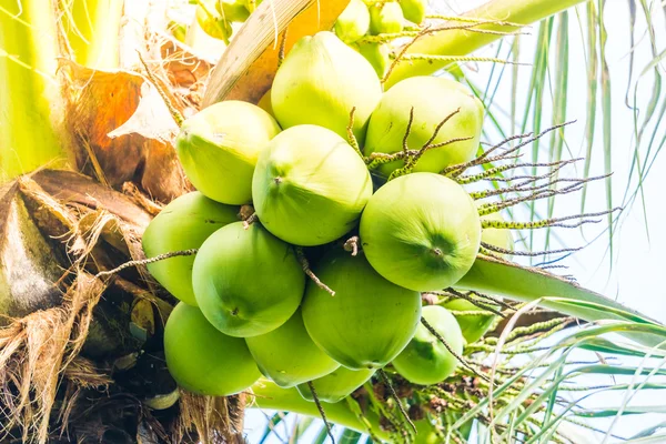 Groene kokosnoot vruchten — Stockfoto