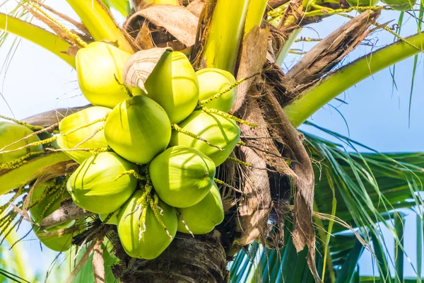 Kokosnoot fruit op kokosnoot boom — Stockfoto