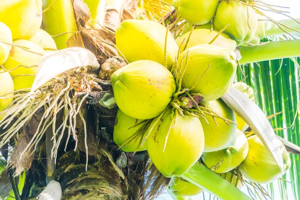 Kokosnoot fruit op kokosnoot boom — Stockfoto