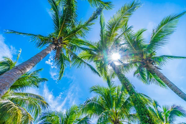 Palmeras de coco en el cielo azul — Foto de Stock