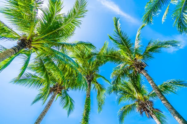 Hindistan cevizi palmiye ağaçlarının mavi gökyüzü — Stok fotoğraf