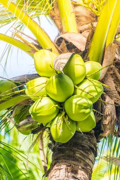 Kokosnoot fruit op kokosnoot boom — Stockfoto