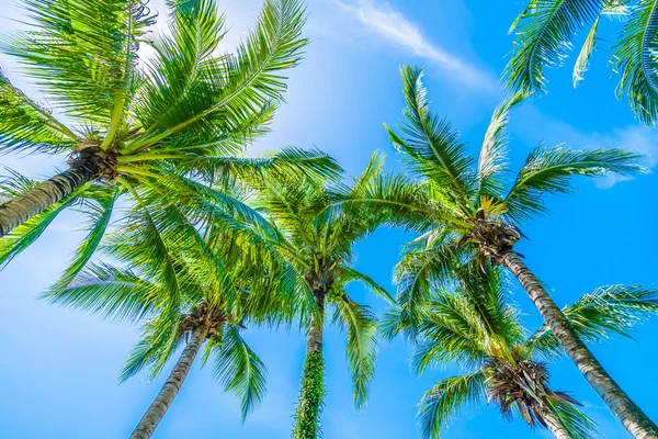 Coconut palm tree on blue sky — Stock Photo, Image